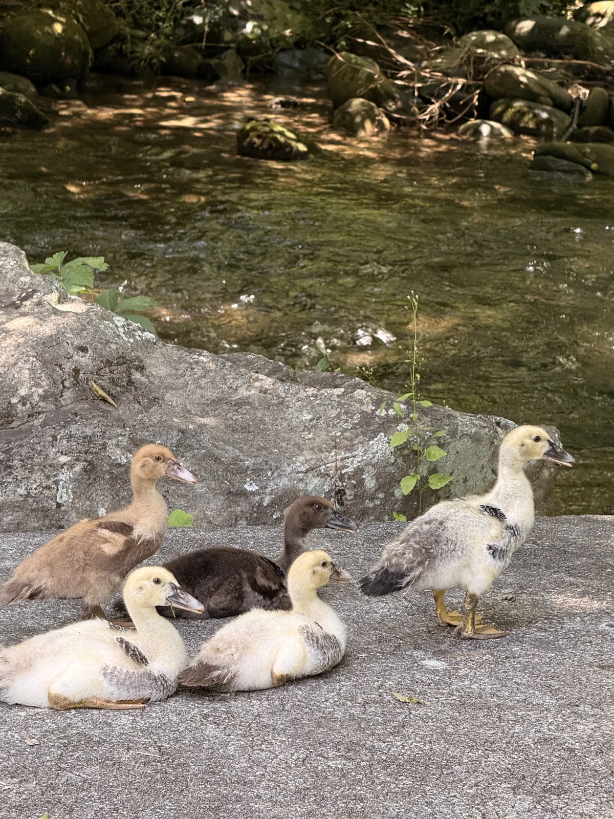 Ducklings resting by a mountain stream