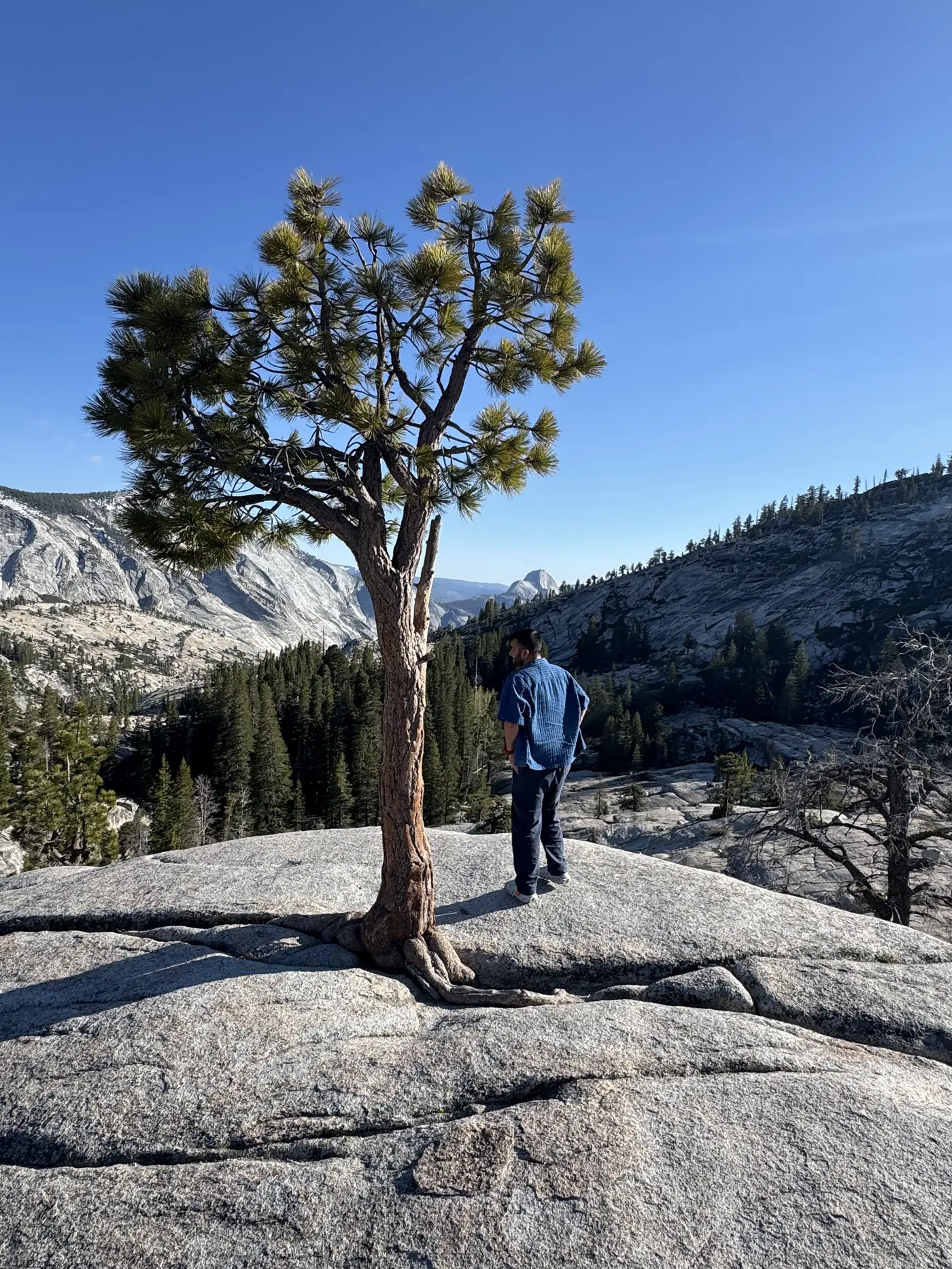 Standing beside a lone pine on granite at Olmsted Point, Yosemite